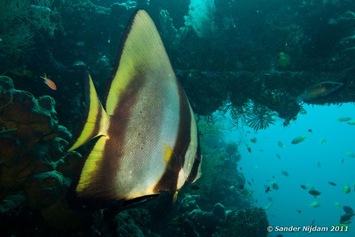 Circular Spadefish (Platax orbicularis) Tulamben Wreck, Bali