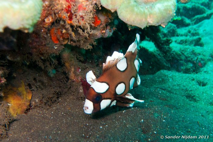 Many-Spotted Sweetlips - juvenile (Plectorhinchus chaetodonoides) Tulamben Wreck, Bali