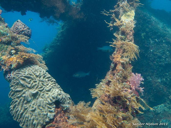  Tulamben Wreck, Bali