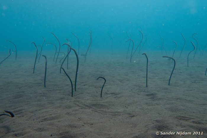 Dusky Garden Eels (Heteroconger enigmaticus) Tulamben Wreck, Bali