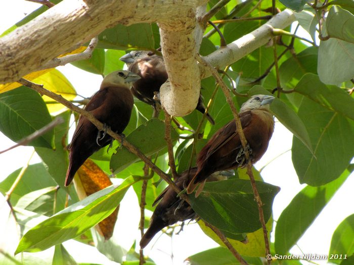 White-headed Munias (Lonchura maja) Sanur, Bali