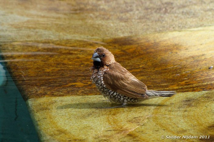 Spice finch (Lonchura punctulata) Sanur, Bali