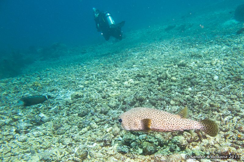 Porcupinefish (Diodon hystrix), , Komodo NP