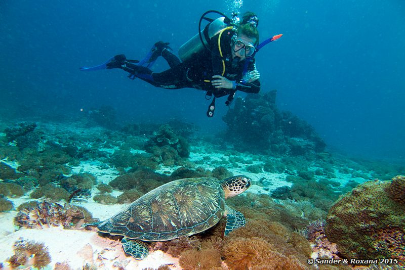 Green sea turtle (Chelonia mydas), Siauba Besai, , Komodo NP