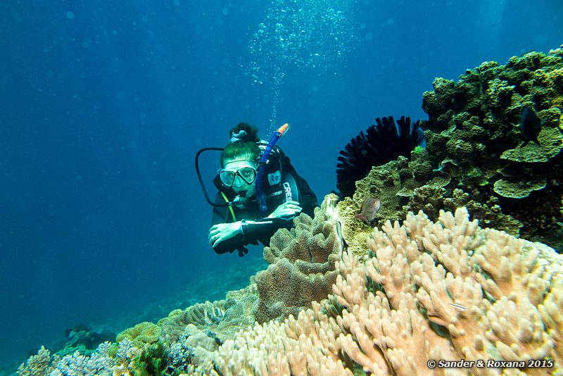 Coral, Mauwang, , Komodo NP