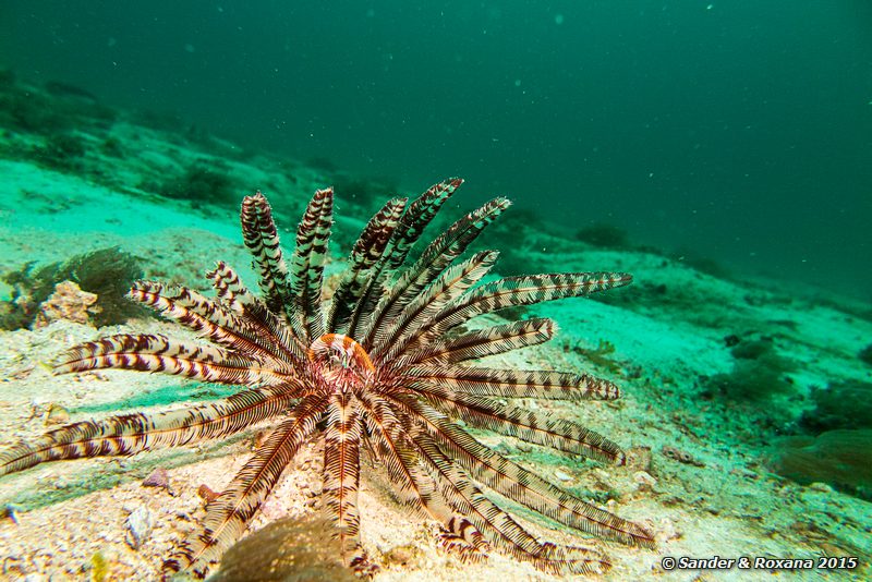 Feather star, Wainilu, , Komodo NP