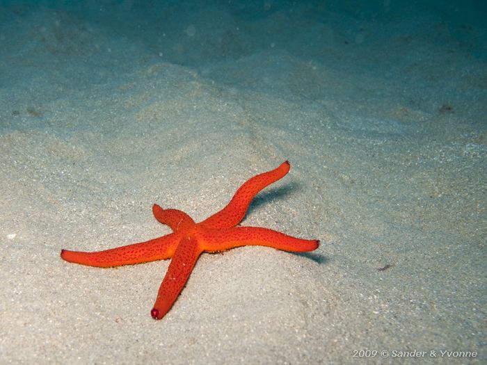 Starfish (Echinaster sepositus)