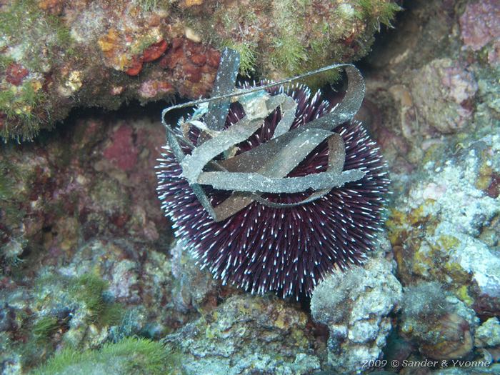 Purple sea urchin (Sphaerechinus granularis)