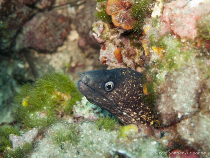 Mediterranean moray (Muraena helena)