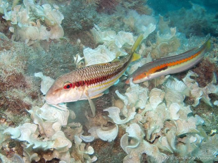 Red mullet (Mullus surmuletus) with Mediterranean rainbow wrasse (Coris julis)