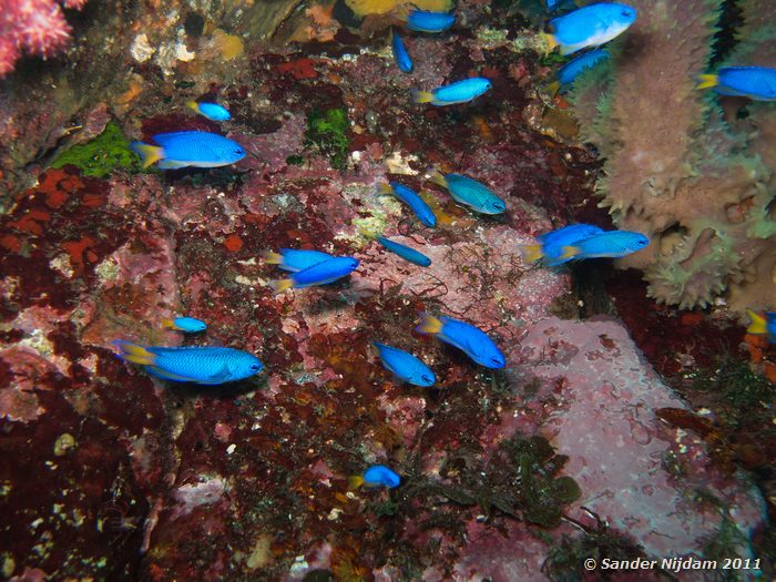 Blue devils (Chrysiptera cyanea) Yawatano, Izu, Japan