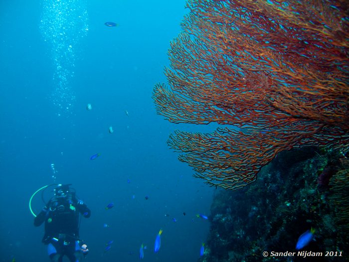 Gorgonian Yawatano, Izu, Japan