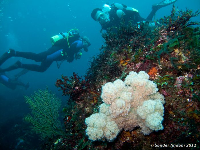 Soft coral Yawatano, Izu, Japan