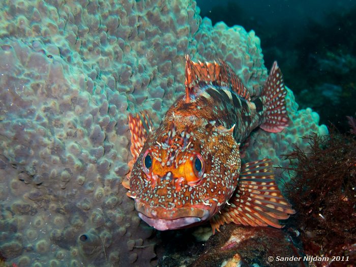 Izu scorpionfish (Scorpaena izensis) Yawatano, Izu, Japan