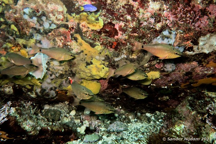 Spotnape cardinalfish (Apogon notatus) Yawatano, Izu, Japan