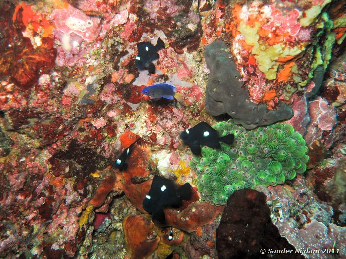 Three-spot dascullus (Dascyllus trimaculatus) with blue devil (Chrysiptera cyanea) Yawatano, Izu, Japan