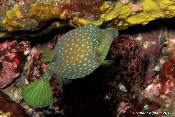 Yellow boxfish (Ostracion cubicus) Yawatano, Izu, Japan