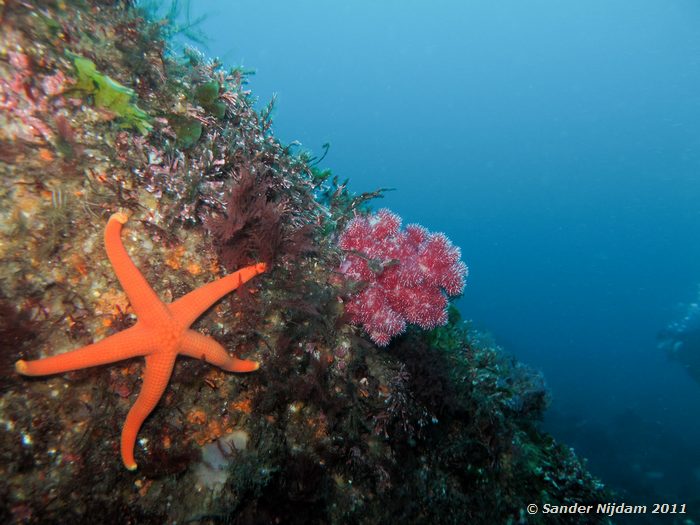 Starfish and soft coral Yawatano, Izu, Japan