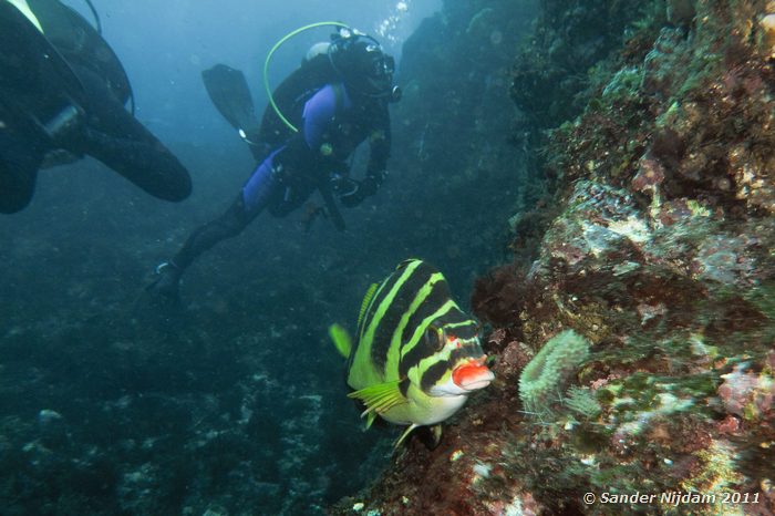 Redlip morwong (Cheilodactylus zebra) Yawatano, Izu, Japan