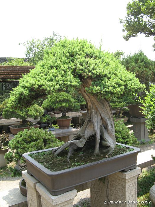 The humble administrator's garden, Suzhou