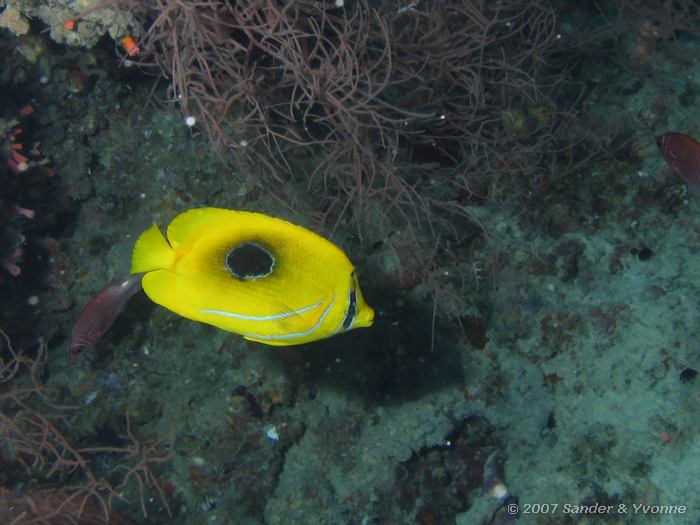 Bennets koraalvlinder, Chaetodon bennetti, Jack fish alley, Ari atol