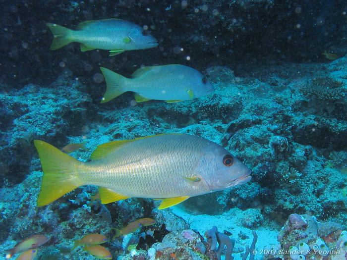 Eenvlek snapper, Lutjanus monostigma, Dangheti south, Ari atol