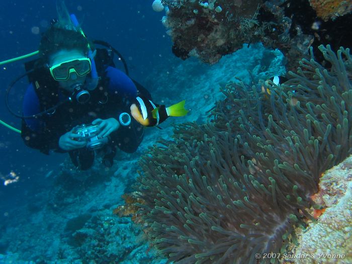 Yvonne met anemoonvissen, Clarks anemoonvissen, amphiprion clarkii, Vilamendhoo huisrif noord, Ari atol