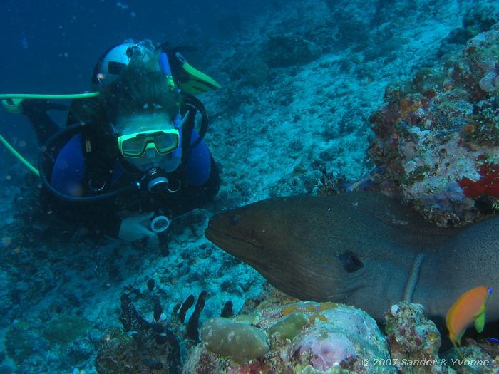 Yvonne met reuzenmurene, Gymnothorax javanicus, Vilamendhoo huisrif noord, Ari atol