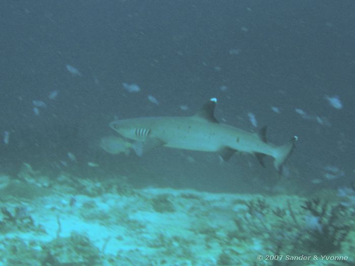 Witpunt rifhaai, Triaenodon obesus, Hammerhead reef, Ari atol