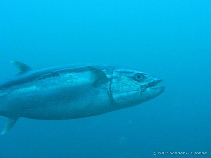 Hondentand tonijn, Gymnosarda unicolor, Huddu thila, Ari atol