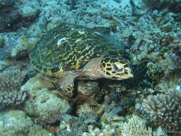 Echte karetschildpad, Eretmochelys imbricata, ergens snorkelend tijdens walvishaai-safari, Ari atol