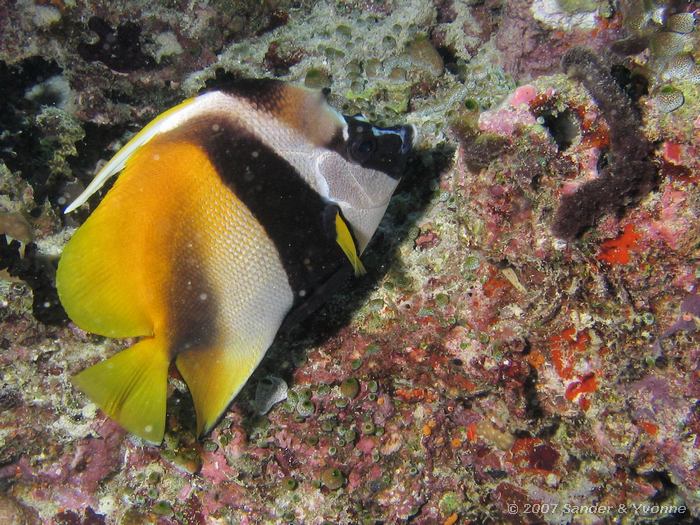 Gemaskerde wimpelvis, Heniochus monoceros, Vilamendhoo huisrif noord, Ari atol