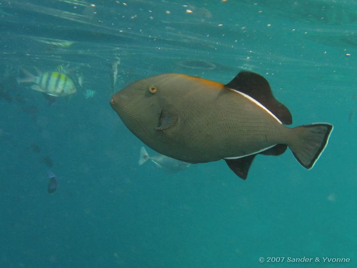 Indische trekkervis, Melichthys indicus, Vilamendhoo huisrif noord, Ari atol