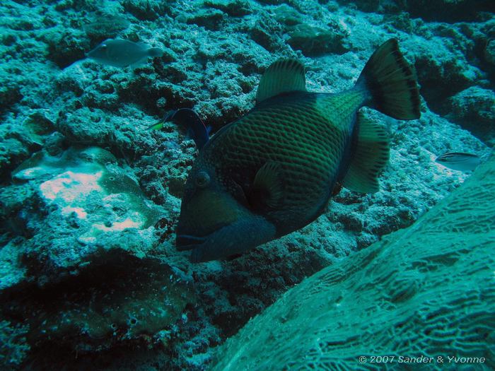 Blauwvin trekkervis, Balistoides viridescens, Angaga thila, Ari atol