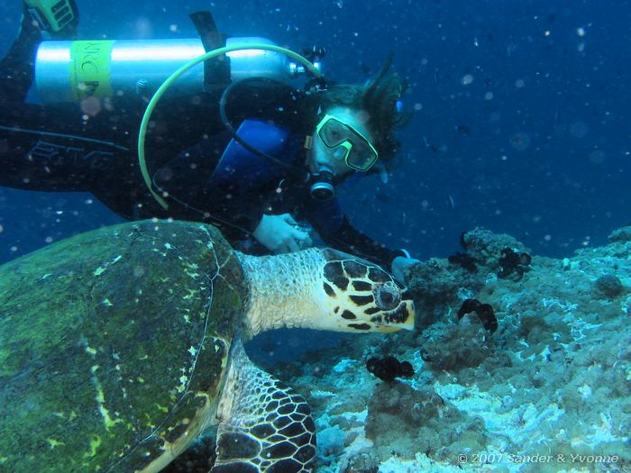 Yvonne met echte karetschildpad, Eretmochelys imbricata, Angaga thila, Ari atol