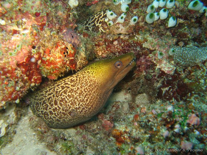 Roodkop murene, Gymnothorax flavimarginatus, Vilamendhoo thila, Ari atol