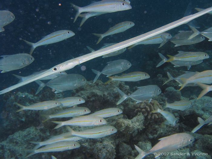 Fluitvis, geelvin barbelen en grootoog makrelen, Fistularia commersonii,mulloides vanicolensis en caranx sexfasciatus, Vilamendhoo huisrif, Ari atol