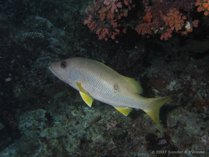 Eenvlek snapper, Lutjanus monostigma, Vilamendhoo huisrif, Ari atol