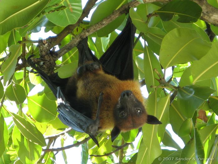 Vliegende vos, Pteropus giganteus, deze beesten hingen in de bomen en vlogen af en toe een rondje.