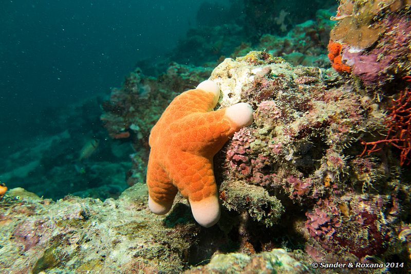 Granular sea star (Choriaster granulatus), Stingray City, Pulau Mabul