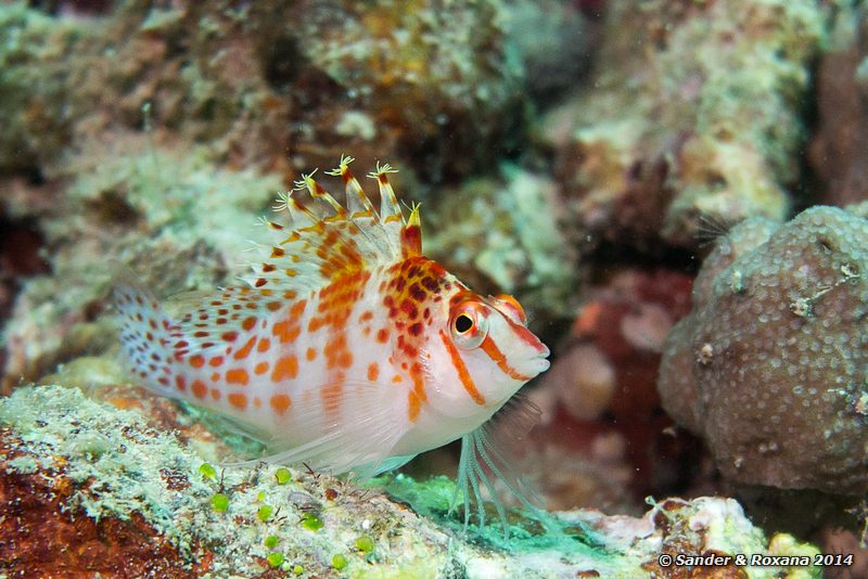 Dwarf hawkfish (Cirrhitichthys falco), Stingray City, Pulau Mabul