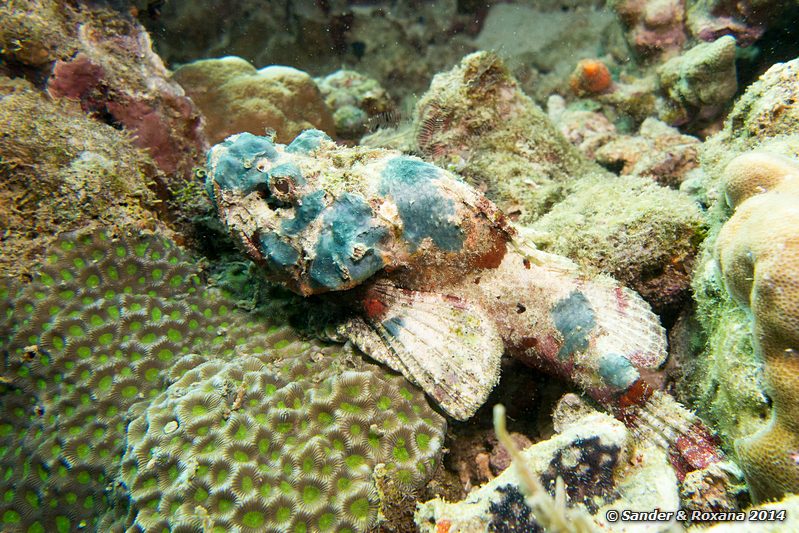 Flasher scorpionfish (Scorpaenopsis macrochir), Stingray City, Pulau Mabul