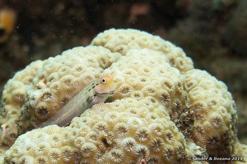 Yaeyama blenny (Ecsenius yaeyamaensis), Stingray City, Pulau Mabul