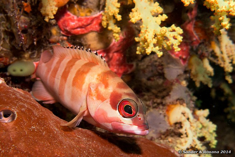 Blacktip grouper (Epinephelus fasciatus), D-Wall, Pulau Mabul