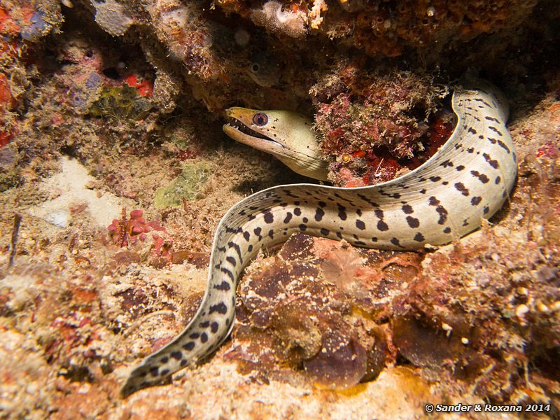 Fimbriated moray (Gymnothorax fimbriatus), D-Wall, Pulau Mabul