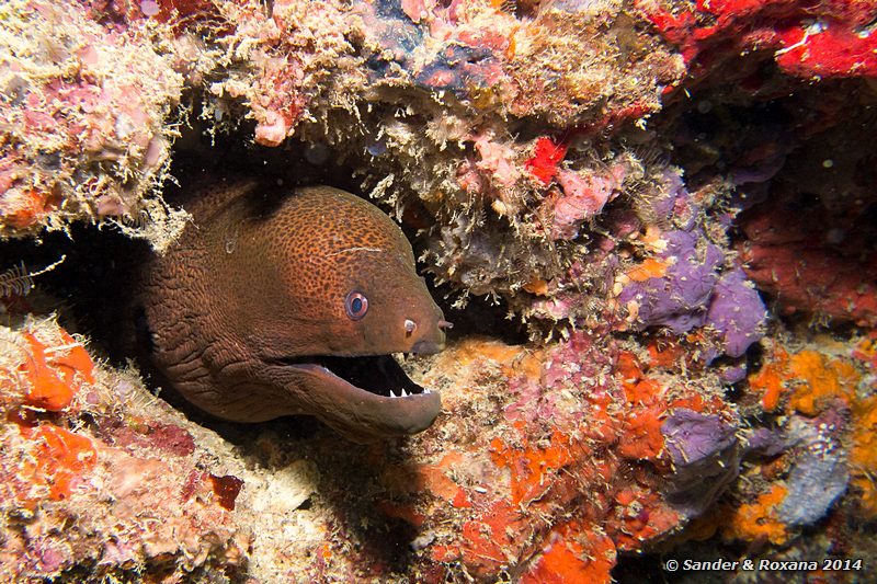 Giant moray (Gymnothorax javanicus), D-Wall, Pulau Mabul