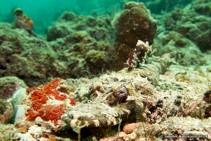 Crocodile flathead (Cymbacephalus beauforti), D-Wall, Pulau Mabul