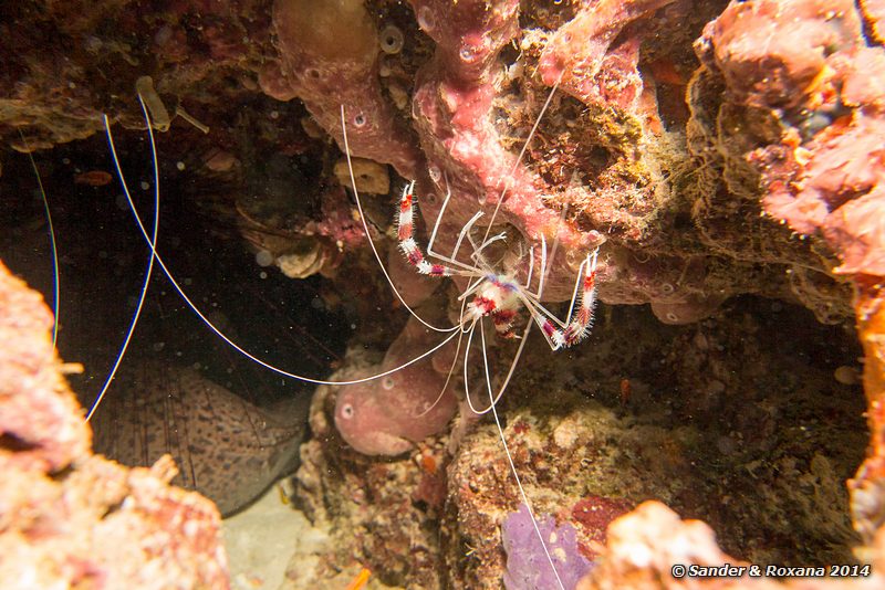 Banded coral shrimp (Stenopus hispidus), D-Wall, Pulau Mabul