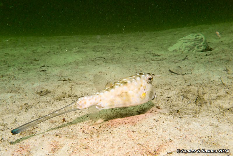 Longhorn cowfish (Lactoria conuta), Nudi Nook, Pulau Mabul