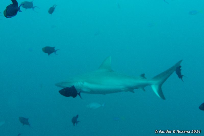 Gray reef shark (Carcharhinus amblyrhynchos), Barracuda Point, Pulau Sipadan